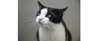 Wibrysy – po co kotu wąsy?