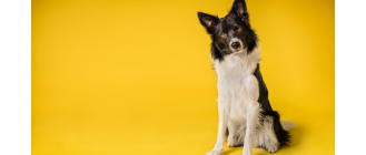 Wnętrostwo u psa - rozpoznanie, leczenie i profilaktyka