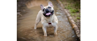 Choroby stawów u psa - Porady Weterynarza