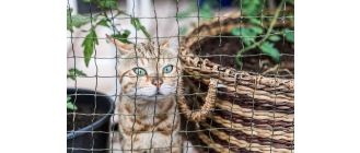 Najlepsza woliera dla kotów - wyposażenie i budowa