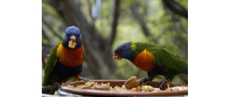 Jak zbudować wolierę dla ptaków? Czy woliera zewnętrzna dla papugi to dobry pomysł?