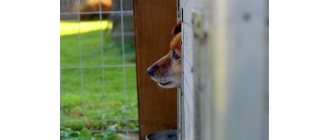 Na czym polega wolontariat w schronisku dla zwierząt? Najważniejsze informacje o wolontariacie