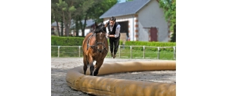 Woltyżerka - sport dla miłośników koni