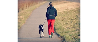 Bieganie z psem – jak zacząć, aby przygotować czworonoga do dłuższych dystansów?