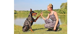 Trening psów - dlaczego motywacja podczas pracy jest tak ważna?