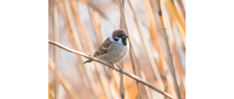 Co jedzą wróble i jak wyglądają? Poznaj bliżej wróbelki