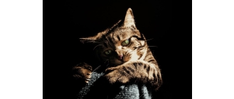 Czy możliwa jest wścieklizna u kota domowego? Pierwsze objawy choroby