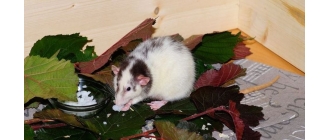 Co mogą jeść szczury? Sprawdź ulubione pokarmy szczurów