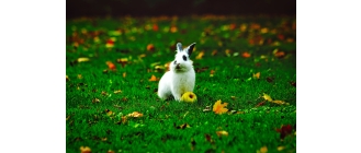 Jak zrobić wybieg dla królika miniaturki? Pomysły i porady