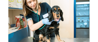 Jak wybrać najlepszego weterynarza dla swojego pupila? Kompletny przewodnik