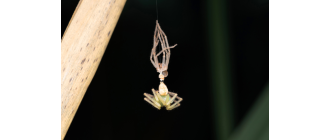 Przyczyny i przebieg wylinki pająka