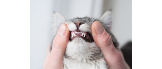 Fakty i ciekawostki o wymianie zębów u kota