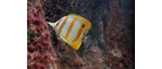 Wypławki, czyli niechciani goście w akwarium. Jak zwalczyć białego pasożyta?