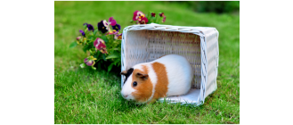 Wyprawka dla świnki morskiej - co powinna zawierać i ile wyniesie jej koszt?