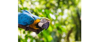 Papuga ara – jaki ma charakter i jak o nią dbać?