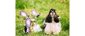 Wystawy psów - najważniejsze informacje