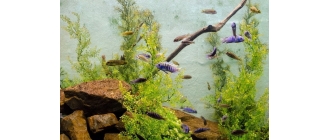 Najbardziej wytrzymałe ryby do akwarium