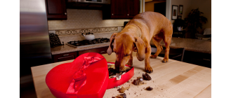 Jak skutecznie wywołać wymioty u psa i kota? Tych rzeczy absolutnie nie rób!