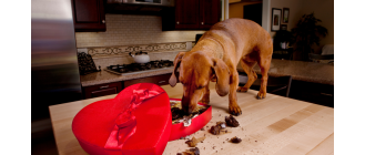 Co zrobić jak pies zje czekoladę?