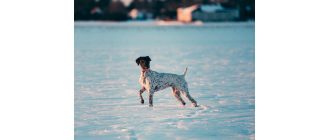 Wyżeł niemiecki - poznaj wszystkie jego odmiany i oblicza - encyklopedia ras psów