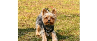 Czy kantar dla psa jest bezpieczny? Kiedy i jak go stosować?