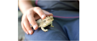 Żaba rogata – wszystko, co powinieneś wiedzieć o rogatce ozdobnej