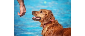 Jak się bawić z psem w lato? Pomysły na bezpieczne aktywności dla psa w upały