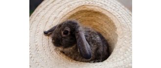 Pomysły na zabawy z królikiem