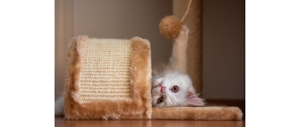 Jak zrobić zabawkę dla kota? Zobacz zabawki dla kotów diy