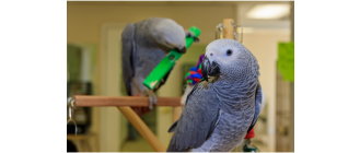 Jakie zabawki dla papug? Przewodnik i pomysły „zrób to sam”!