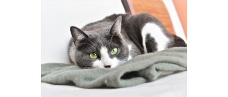 Mata węchowa – czy może być stosowana również dla kotów?