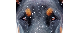 Zaćma u psa – pierwsze objawy i opercja katarakty u psa