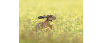 Czym się różni zając od królika? Zobacz, jak rozróżnić te zwierzaki!