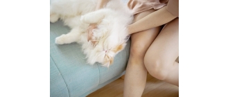 Kule włosowe u kota – karma to skuteczny sposób na ich pozbycie