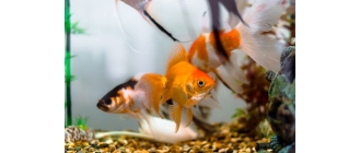 Złota rybka – najważniejsze informacje o najpopularniejszej rybie ozdobnej