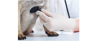 Zapadająca się tchawica u psa – objawy, leczenie, rokowania