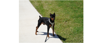 Prącie psa - wszystko, co powinieneś wiedzieć, a wstydzisz się zapytać