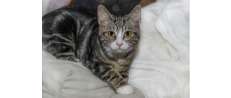 Zapalenie spojówek u kota - przyczyny, objawy