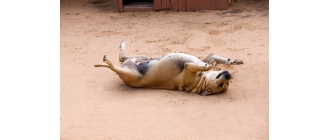 Zapalenie sutka u psa - czy to początek nowotworu listwy mlecznej psa?