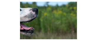 Zapalenie warg u psa – jak poradzić sobie ze spuchniętą wargą u pupila?