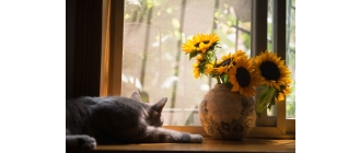 Jak skutecznie leczyć zaparcia u kota?