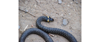 Zaskroniec w oczku wodnym – co robić?