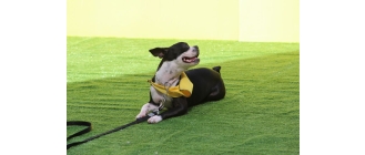 Czym jest obedience i posłuszeństwo sportowe