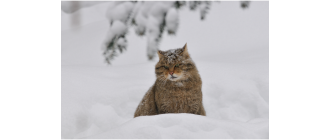 Żbik europejski (Felis silvestris)