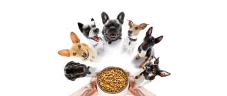 Jakie są najzdrowsze rasy psów?