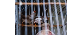 Zeberki – czym można karmić te egzotyczne ptaki?