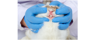 Jak dbać o zęby królika i co powinno nas w nich zaniepokoić?