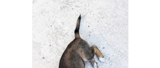 Zespół ogona końskiego u psa