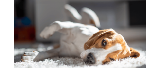 Twój pupil nagle upada? To może być zespół przedsionkowy u psa!