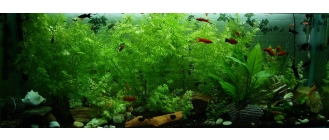 Jak pozbyć się zielonej wody w akwarium? Przegląd najbardziej znanych rozwiązań